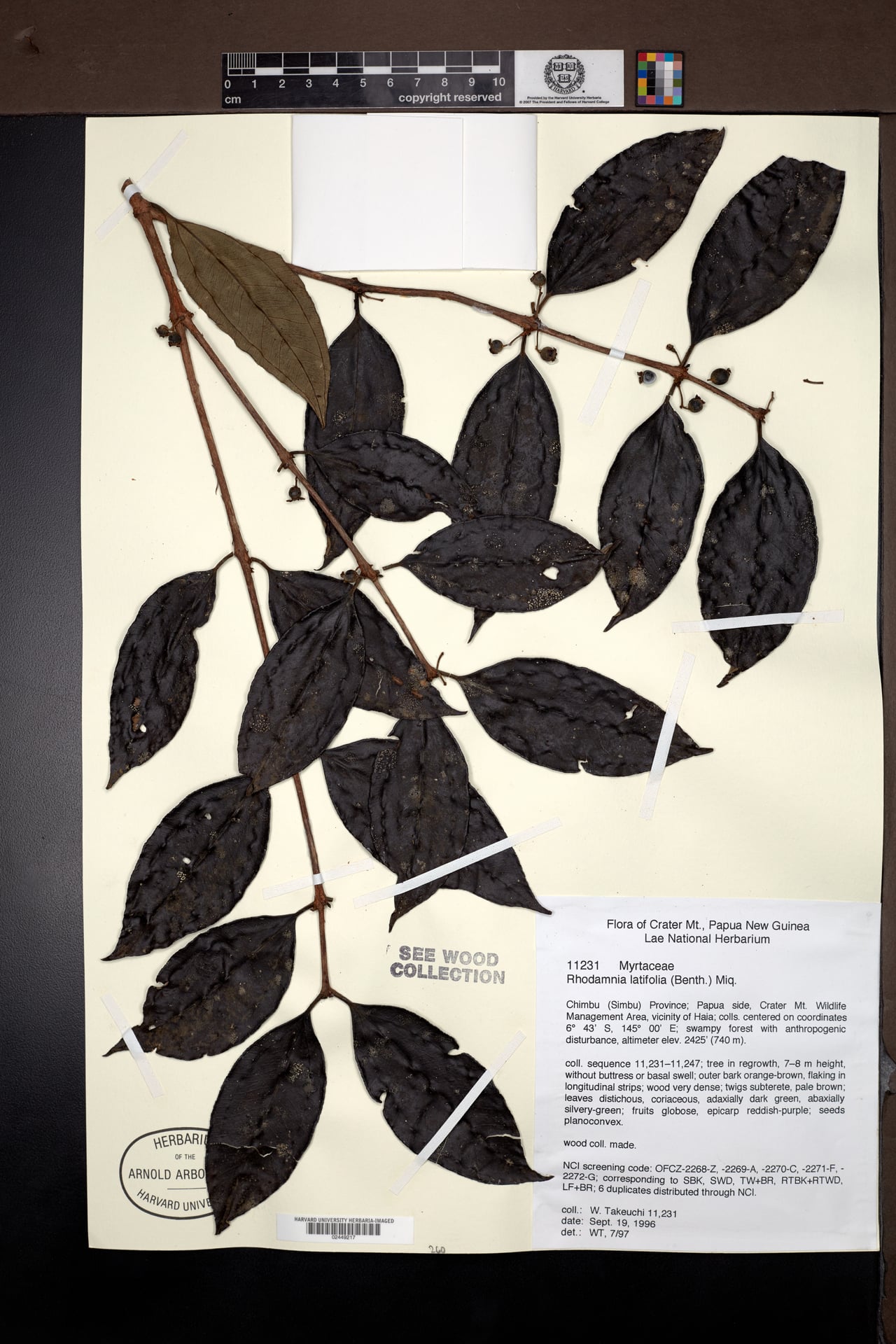 Rhodamnia latifolia — photo