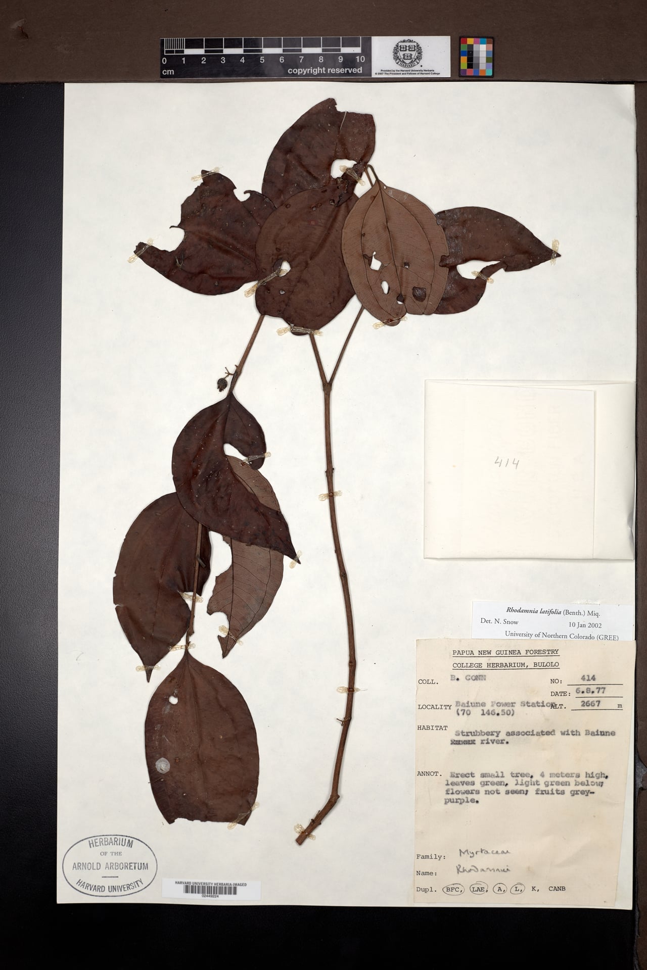 Rhodamnia latifolia — photo