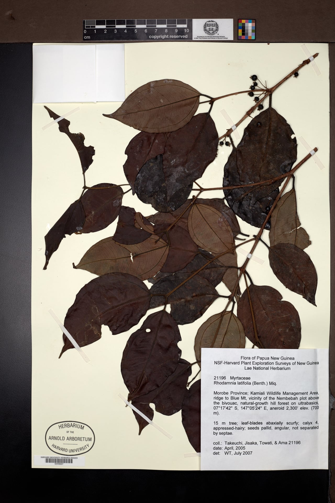 Rhodamnia latifolia
