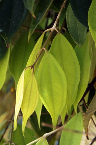 Rhodamnia moluccana — photo