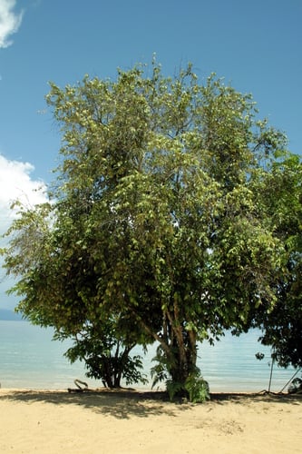 Rhodamnia moluccana