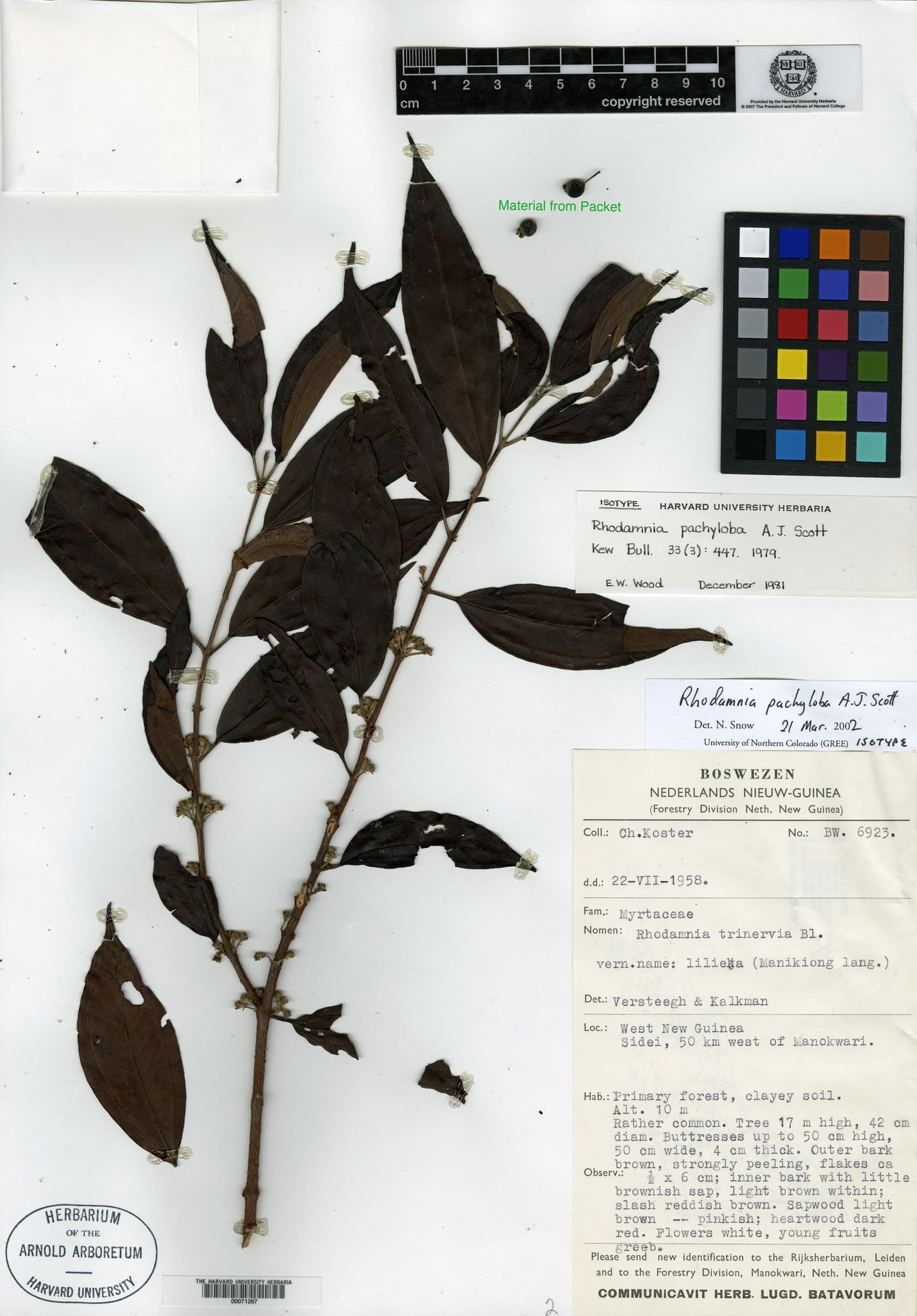 Rhodamnia pachyloba — photo