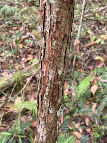 Rhodamnia rubescens (Scrub turpentine) — photo