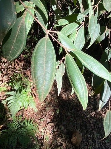 Rhodamnia rubescens