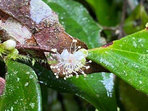 Rhodamnia sessiliflora (Iron malletwood) — photo