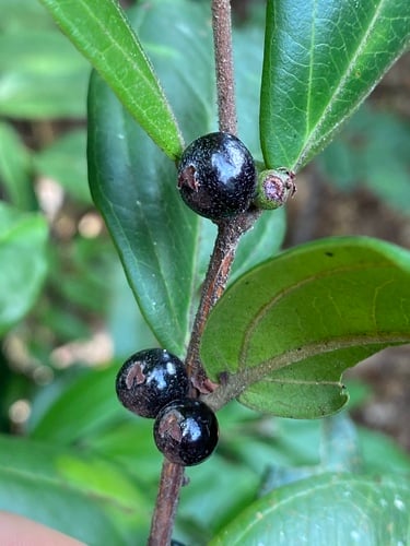 Rhodamnia sessiliflora (Iron malletwood) — photo