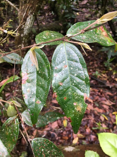 Rhodamnia sessiliflora