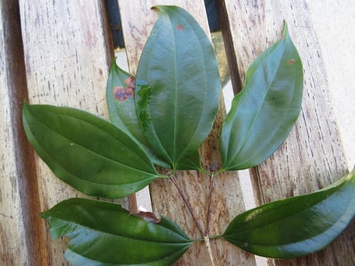 Rhodamnia spongiosa (Northern malletwood) — photo
