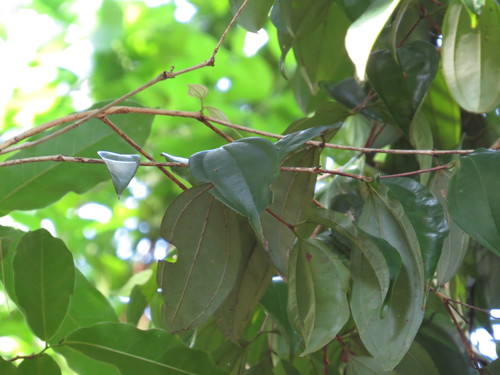 Rhodamnia spongiosa