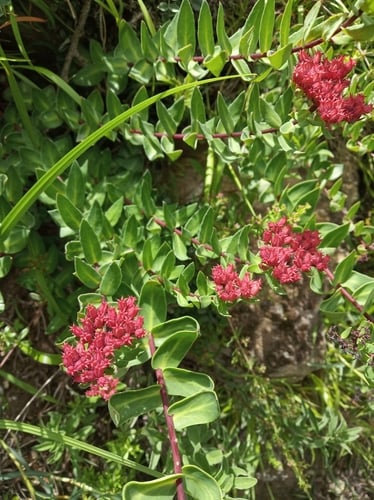 Rhodiola bupleuroides (Bhutan rhodiola) — photo