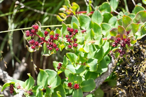 Rhodiola bupleuroides