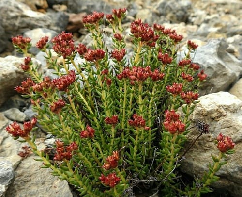Rhodiola fastigiata — photo