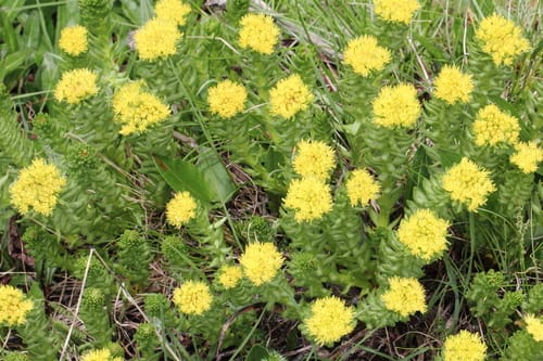 Rhodiola imbricata (Rose root) — photo