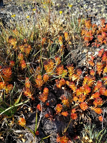 Rhodiola integrifolia (Western roseroot) — photo