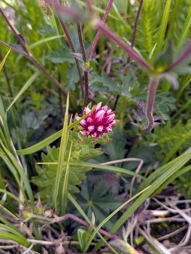 Rhodiola rhodantha (Queen's crown) — photo