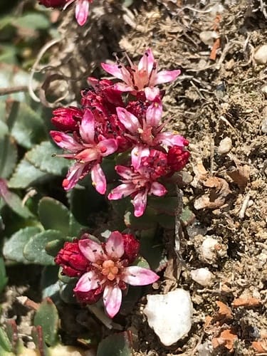 Rhodiola tibetica — photo