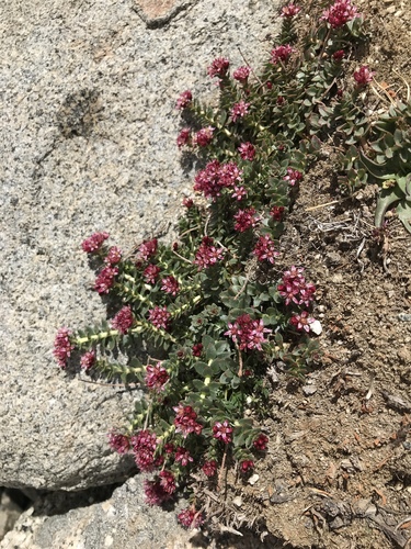 Rhodiola tibetica