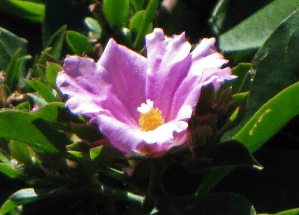 Rhodocactus bahiensis — photo