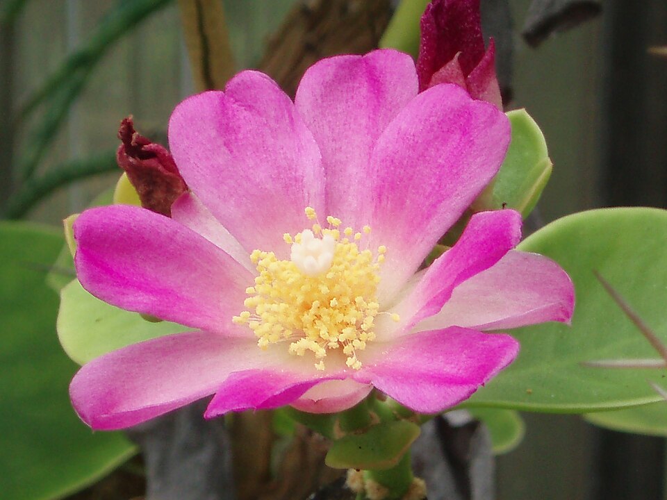 Rhodocactus bahiensis