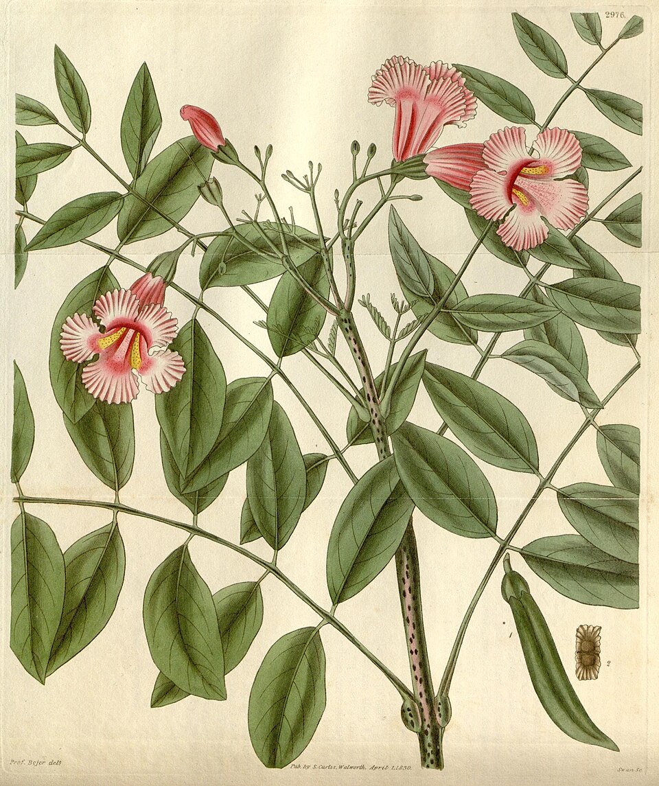 Rhodocolea telfairiae — photo