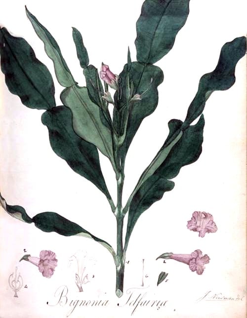 Rhodocolea telfairiae
