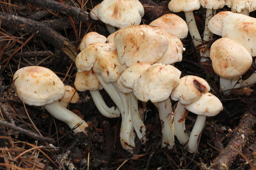 Rhodocollybia maculata (Spotted toughshank) — photo
