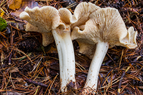 Rhodocollybia maculata (Spotted toughshank) — photo