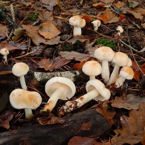 Marasmiaceae