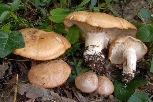 Rhodocybe gemina — photo