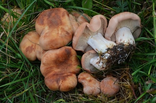Rhodocybe gemina — photo