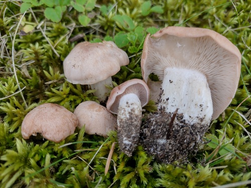 Rhodocybe gemina