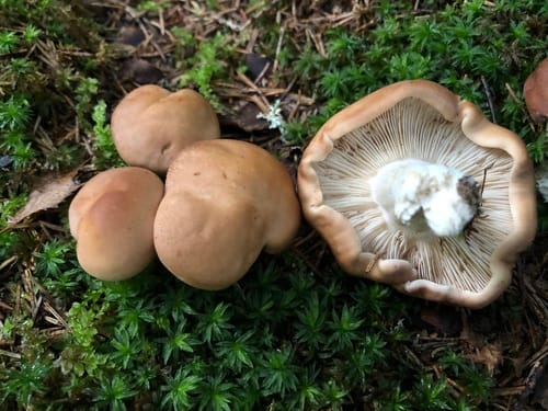 Rhodocybe truncata — photo