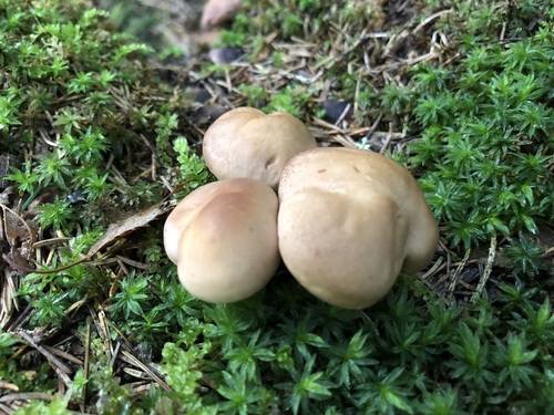 Rhodocybe truncata