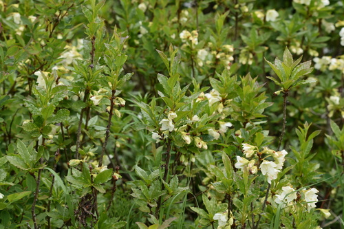 Rhododendron albiflorum (Cascade azalea) — photo