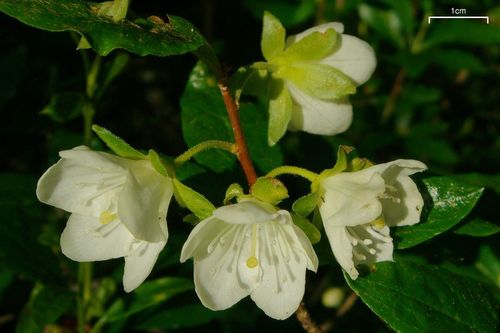 Rhododendron albiflorum (Cascade azalea) — photo