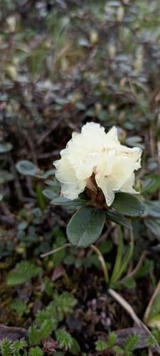 Rhododendron anthopogon — photo