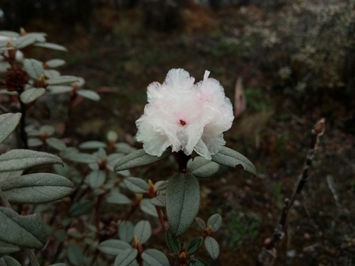 Rhododendron anthopogon
