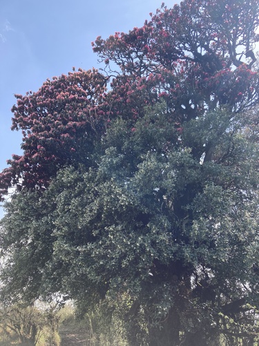 Rhododendron arboreum (Rose tree) — photo