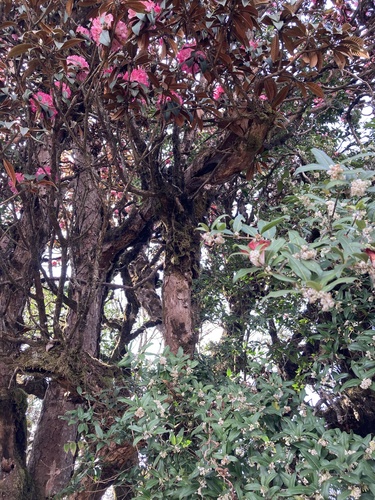 Rhododendron arboreum (Rose tree) — photo