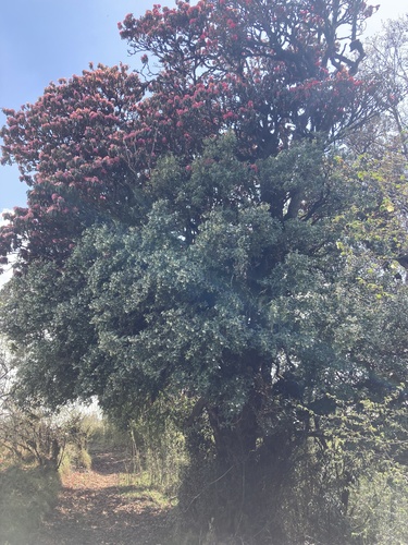 Rhododendron arboreum