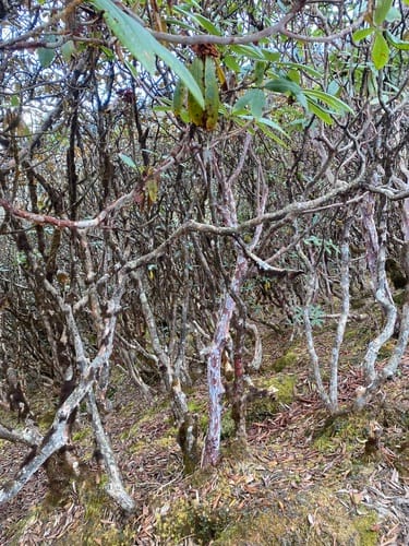 Rhododendron barbatum (Eastern blood Rhododendron) — photo