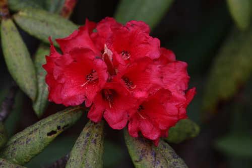 Rhododendron barbatum