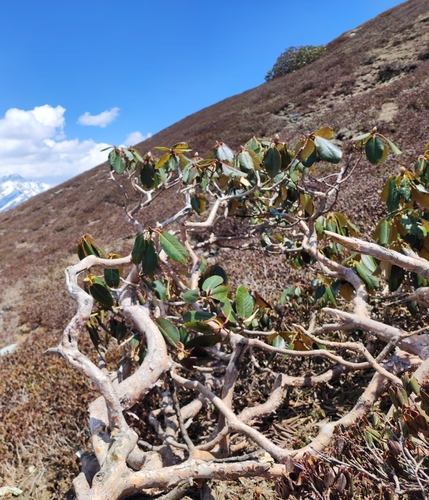 Rhododendron campanulatum (Hardul) — photo