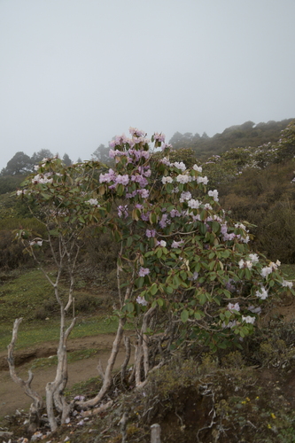 Rhododendron campanulatum (Hardul) — photo