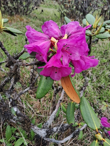 Rhododendron campanulatum