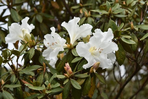 Rhododendron ciliicalyx