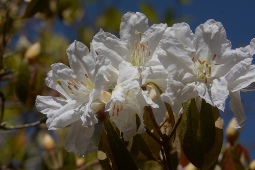 Rhododendron ciliicalyx subsp. lyi
