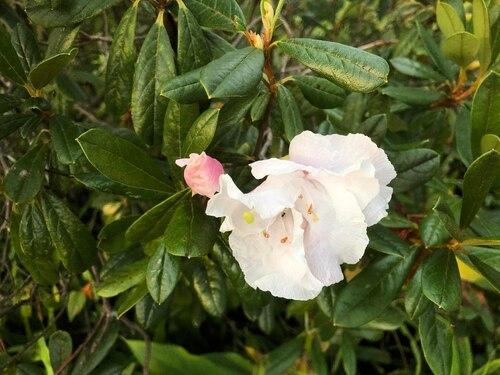 Rhododendron ciliicalyx subsp. lyi — photo