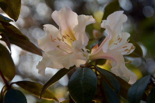 Rhododendron ciliicalyx — photo
