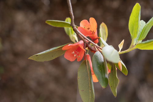 Rhododendron cinnabarinum — photo